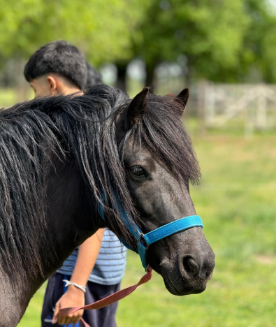 caballo negro